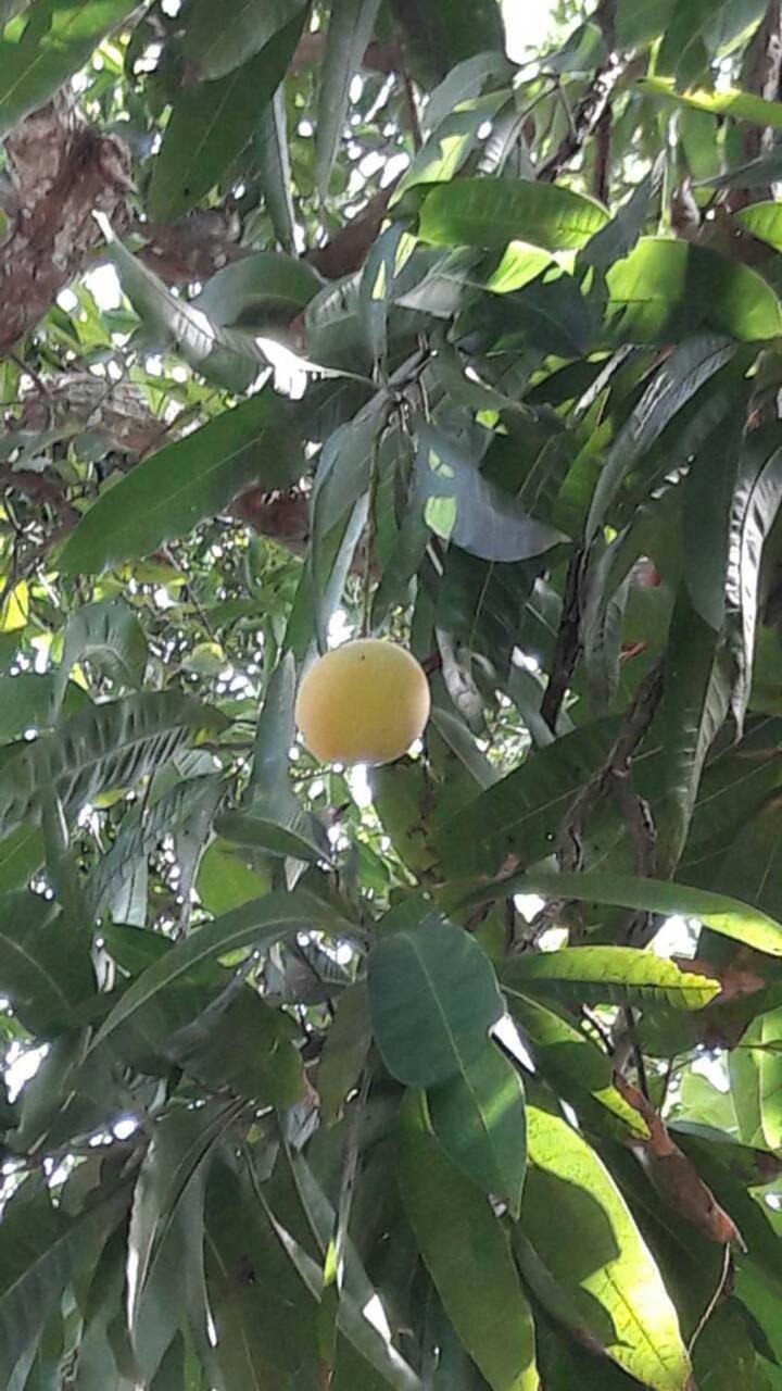 ג'פנה Old Park Villa מראה חיצוני תמונה